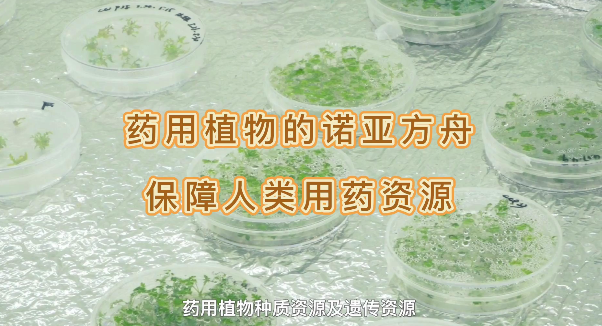 药用植物的诺亚方舟，保障人类药用资源