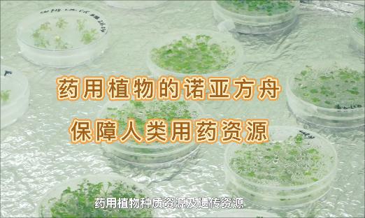 它是药用植物的诺亚方舟，即使面对“天灾人祸”，也不怕药没了