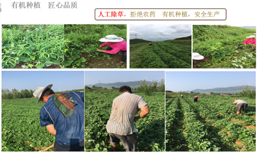 贺山东oety欧亿体育乐泉农业科技有限公司红薯基地荣获“山东省巾帼现代农业科技示范基地
